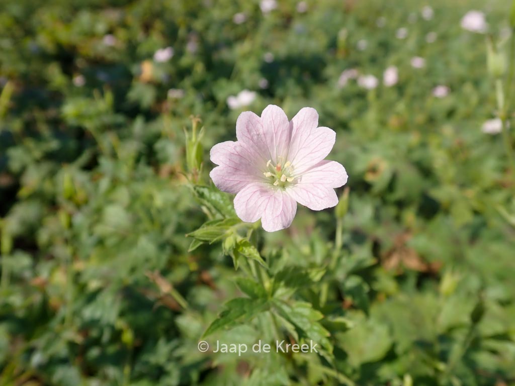 Geranium oxonianum 'Maurice Moka'