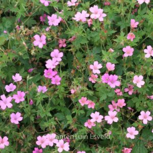 Geranium oxonianum 'Rosenlicht'