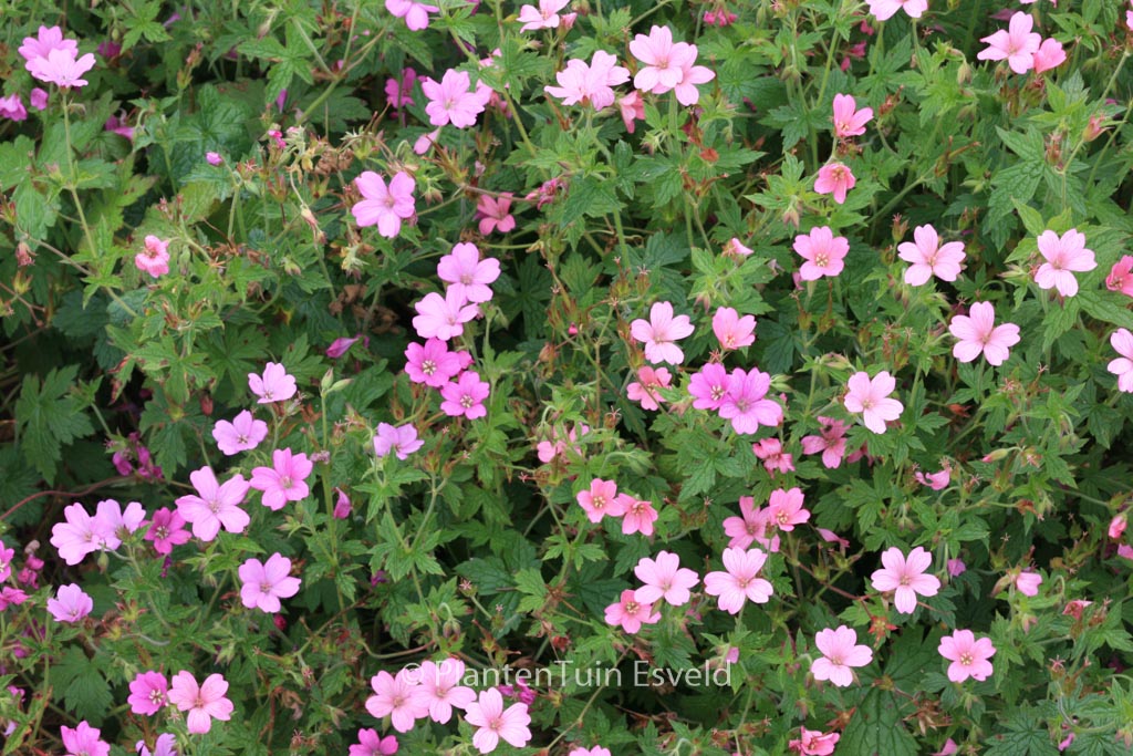 Geranium oxonianum 'Rosenlicht'