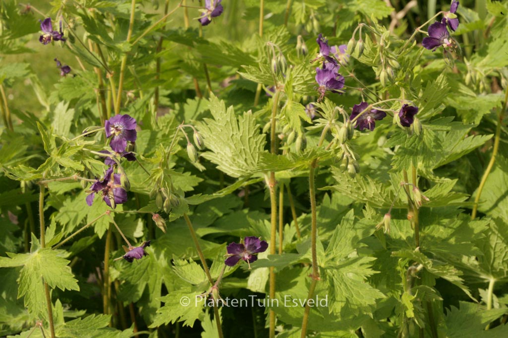 Geranium phaeum 'Klepper'