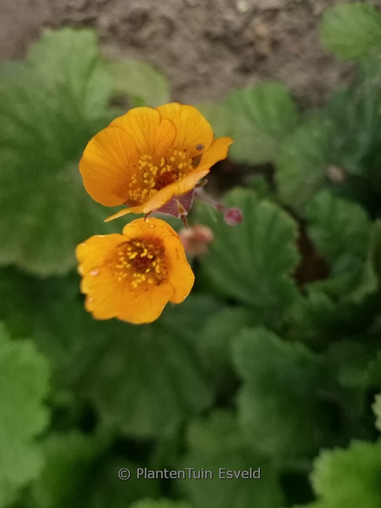 Geum 'Carlskaer'