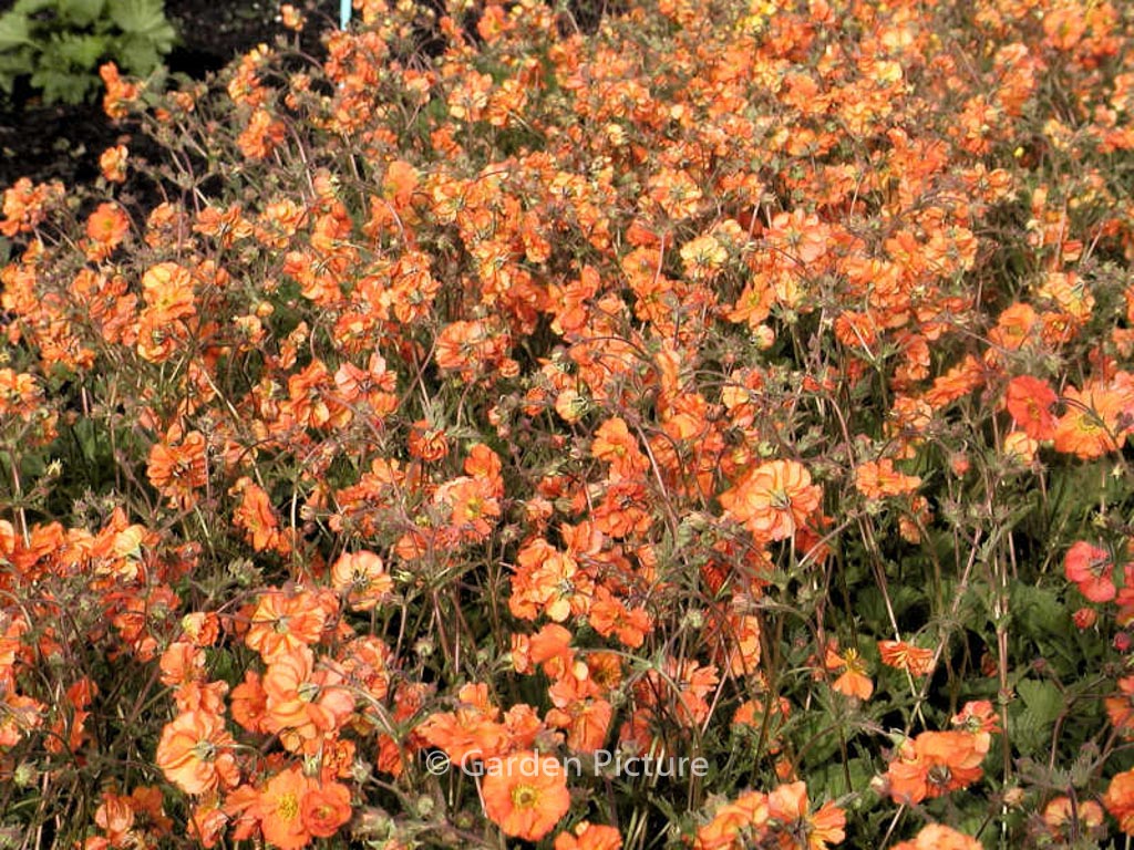 Geum chiloense 'Dolly North'