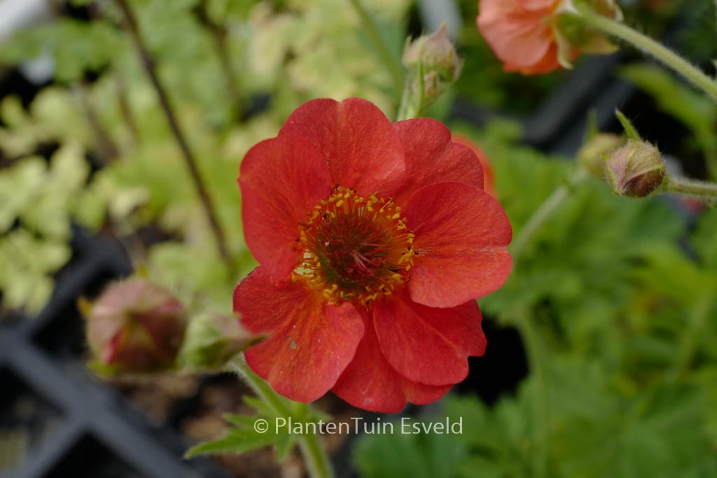Geum 'Coral Tempest'