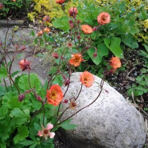 Geum 'Nonna'