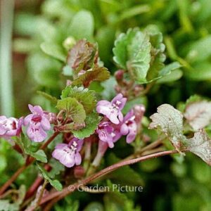 Glechoma hederacea