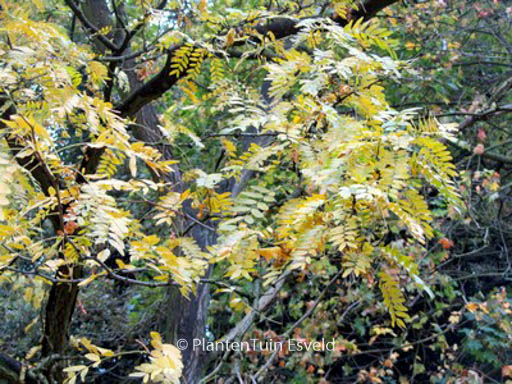 Gleditsia triacanthos 'Shademaster'