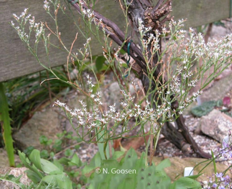Goniolimon tataricum