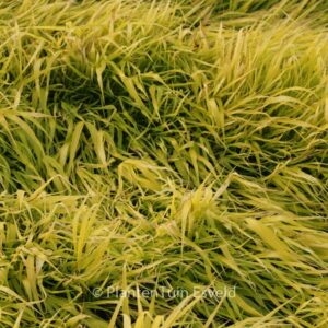 Hakonechloa macra 'All Gold'