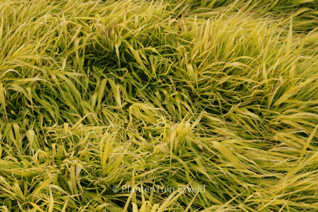 Hakonechloa macra 'All Gold'