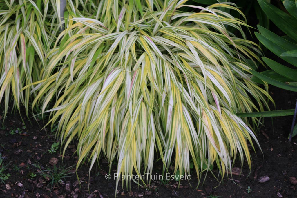 Hakonechloa macra 'Stripe It Rich'