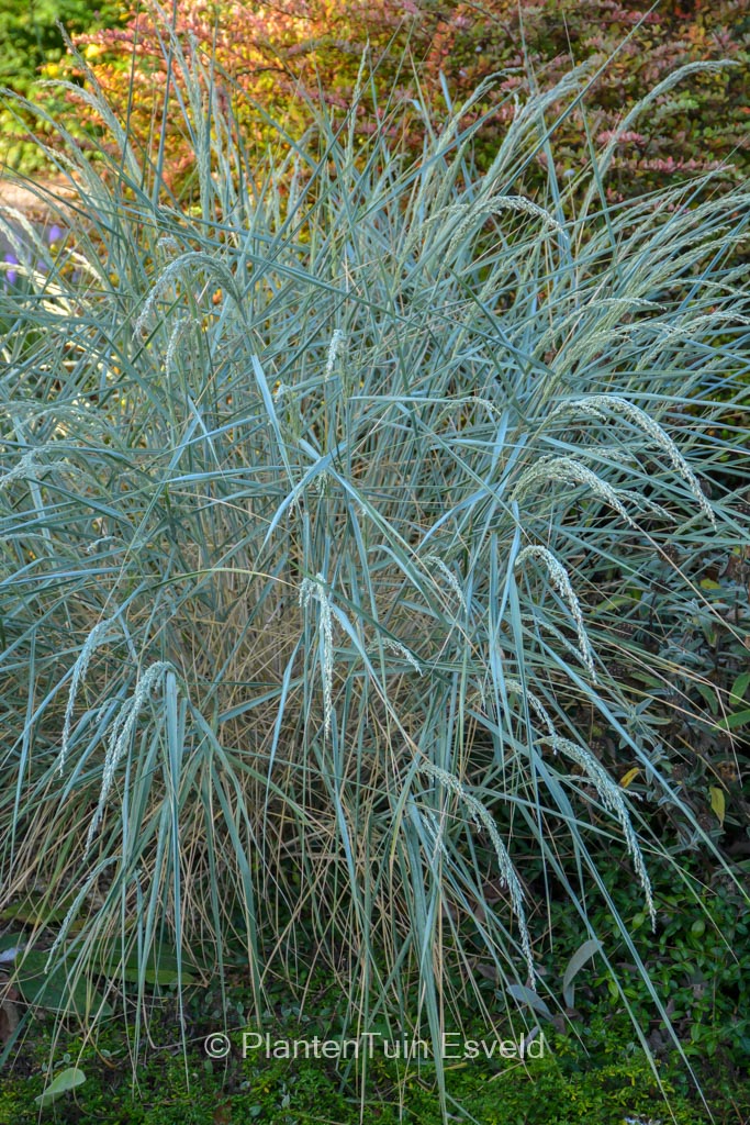 Helictotrichon sempervirens