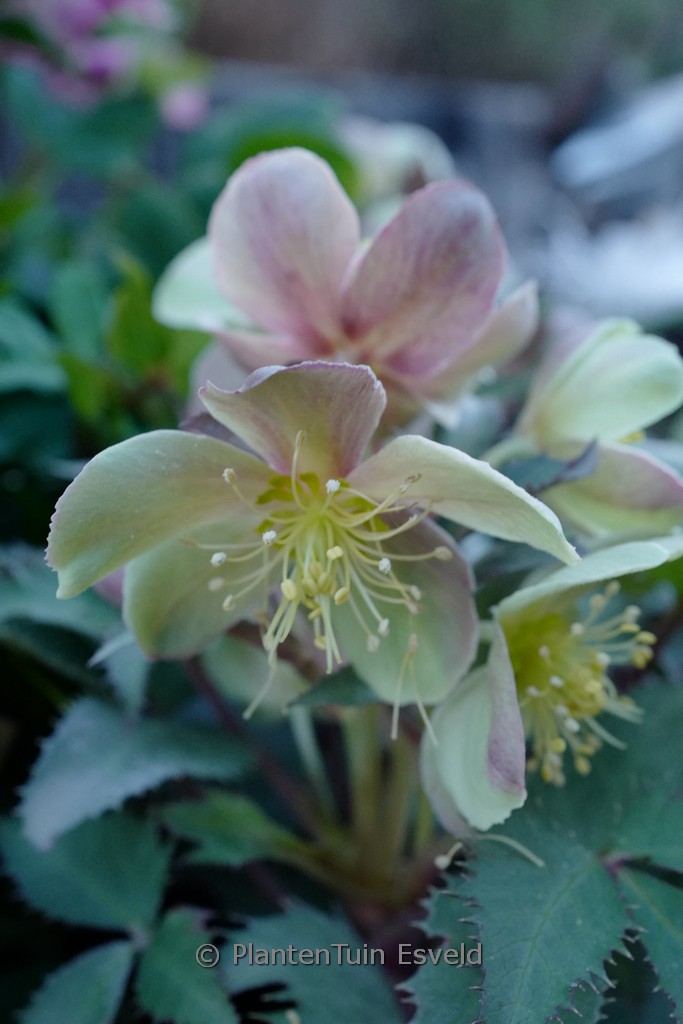 Helleborus 'Silver Dollar'