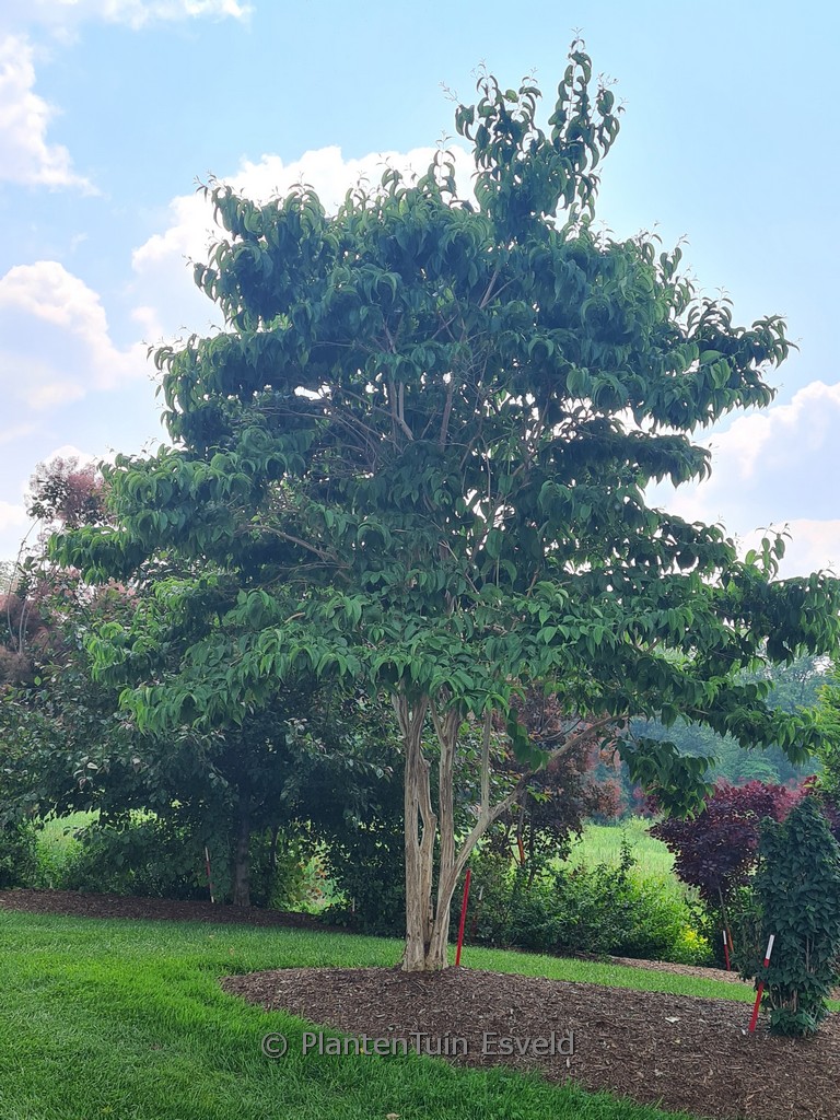 Heptacodium miconoides 'SMNHMRF' (Temple of Bloom)