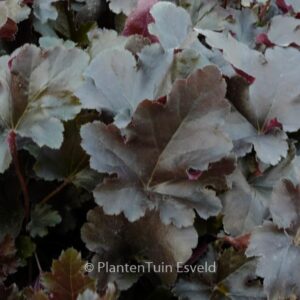 Heuchera 'Black Pearl'