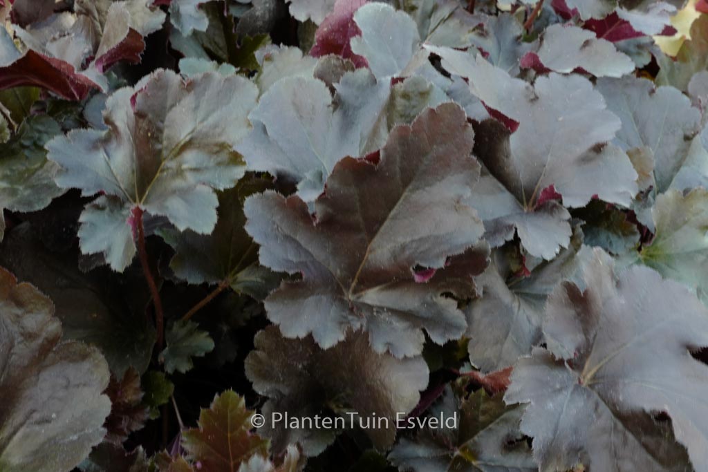 Heuchera 'Black Pearl'