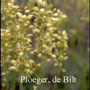 Heuchera cylindrica 'Greenfinch'