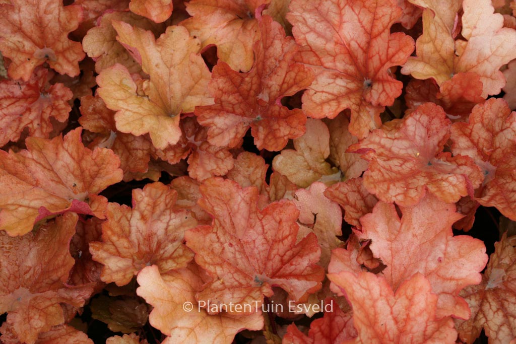 Heuchera 'Paprika'