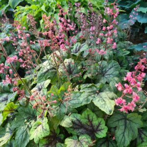 Heucherella 'Pink Fizz'