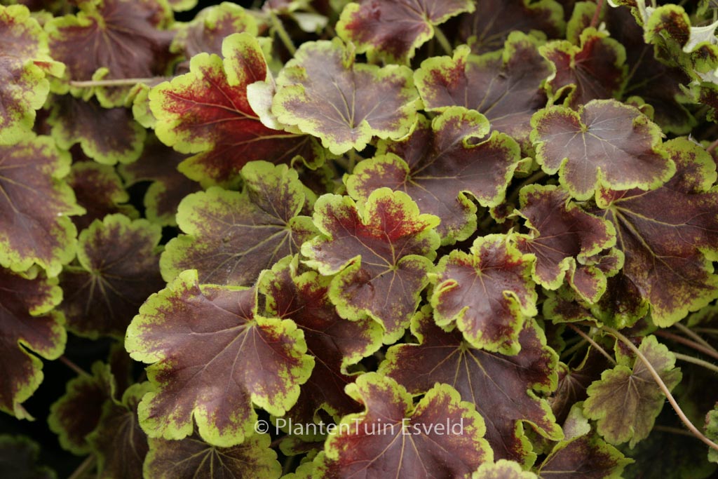 Heucherella 'Solar Eclips'