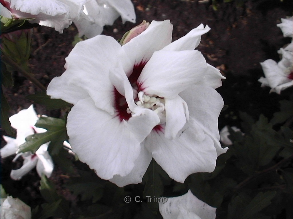 Hibiscus syriacus 'Leopoldii'