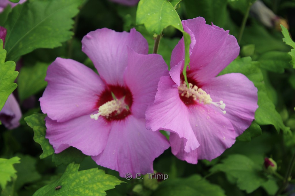Hibiscus syriacus 'Pink Flirt'