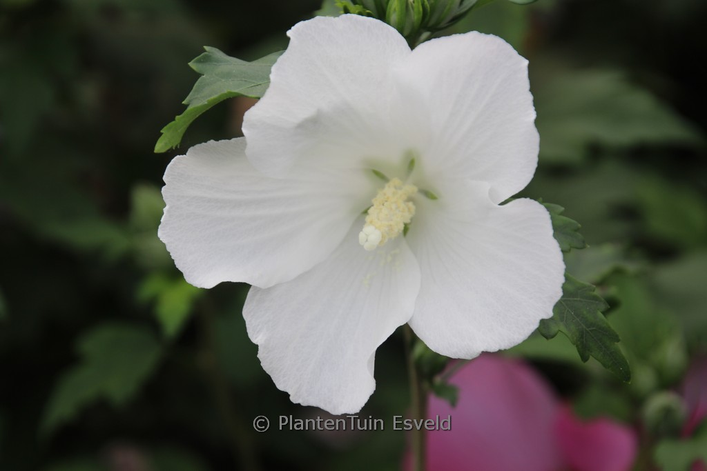 Hibiscus syriacus 'Snowdrift'