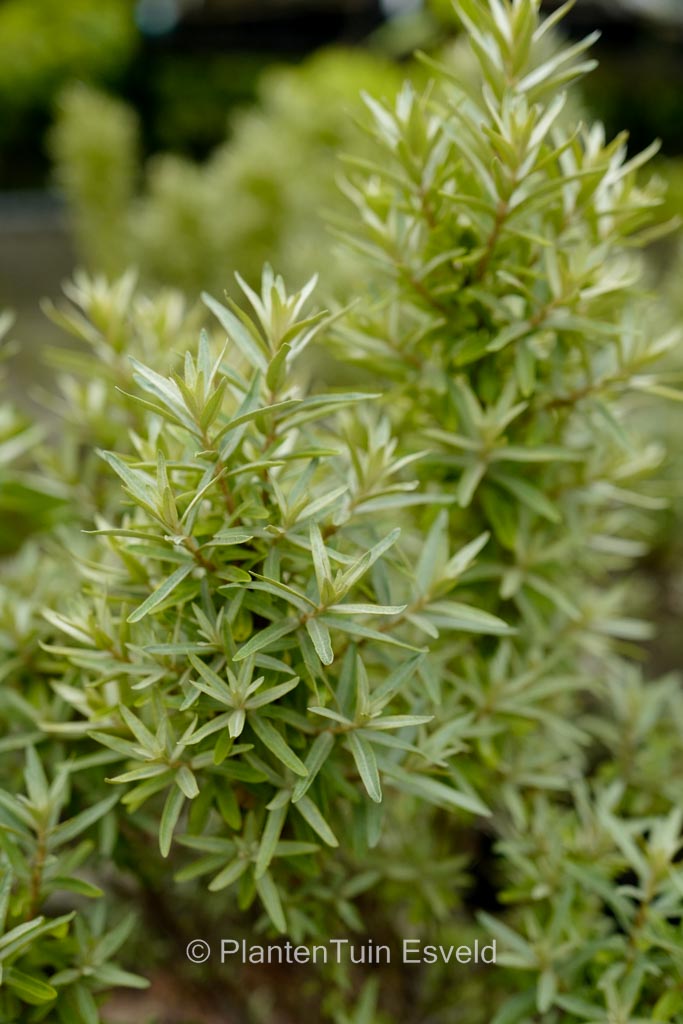 Hippophae rhamnoides 'Darsspel' (SILVER STAR)