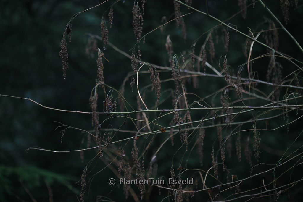 Holodiscus discolor - Afbeelding 2