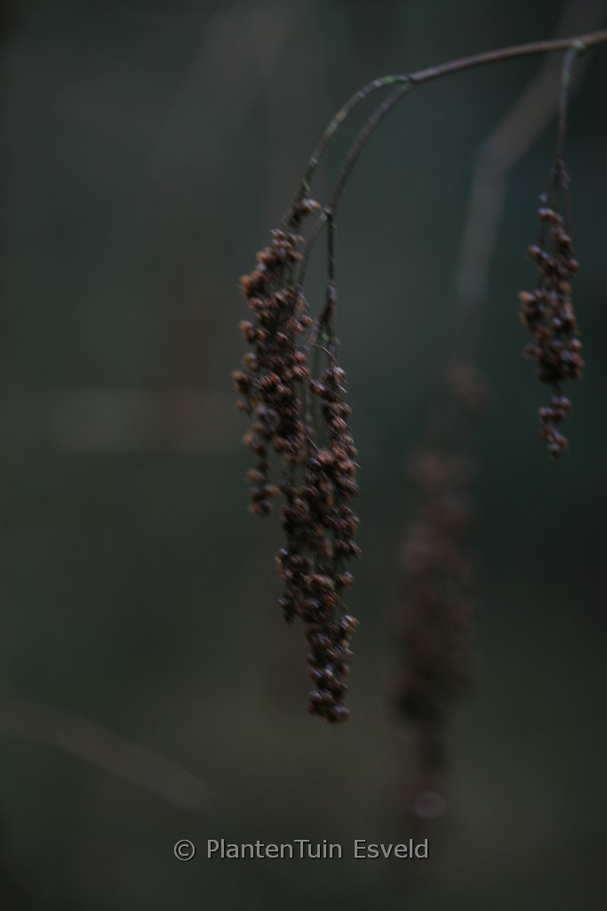 Holodiscus discolor - Afbeelding 3