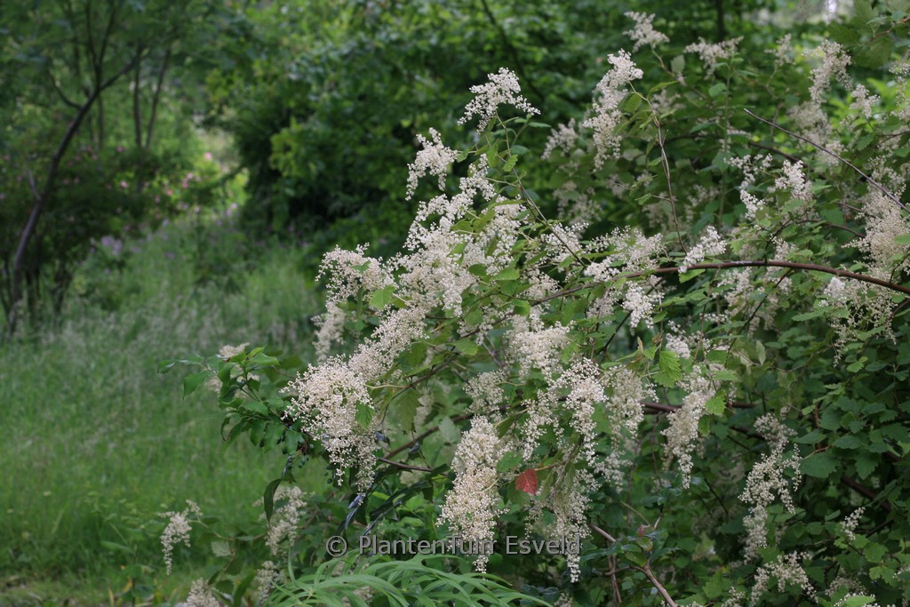 Holodiscus discolor - Afbeelding 6