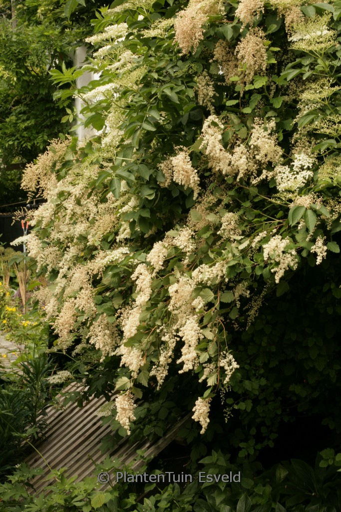 Holodiscus discolor - Afbeelding 7