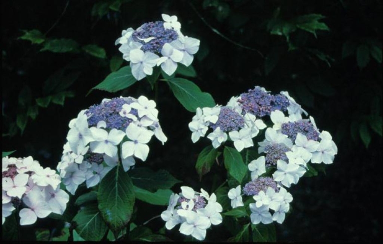 Hydrangea macrophylla 'Dandenong'