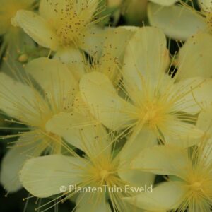 Hypericum olympicum 'Citrinum'