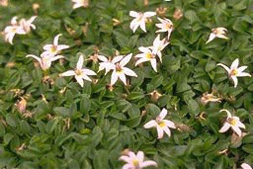 Hypsela reniformis