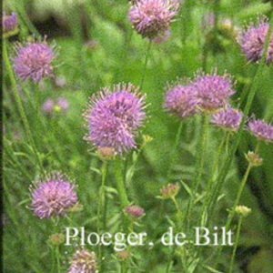 Jasione laevis 'Blaulicht'