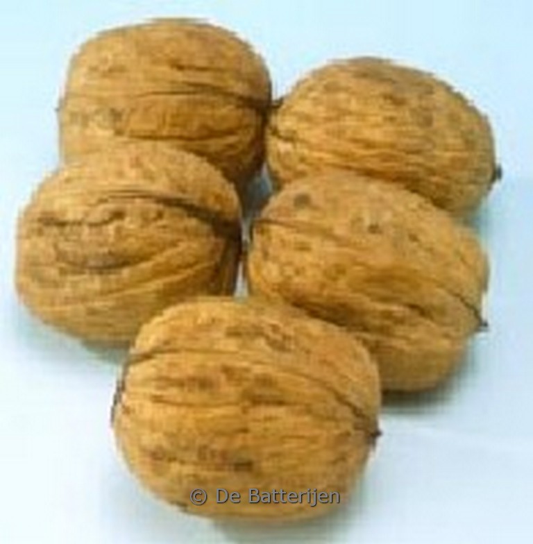 Juglans regia 'Plovdivski'