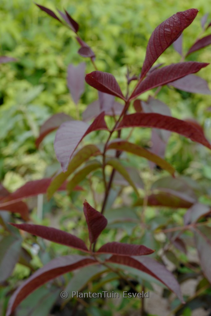 Juglans regia 'Purpurea'