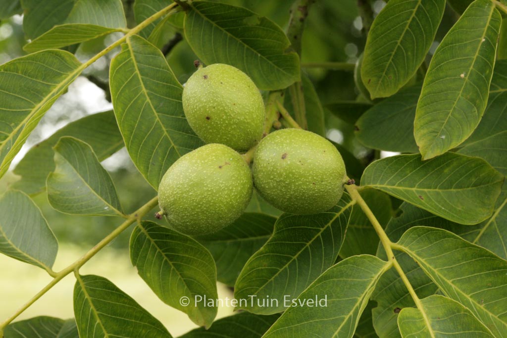 Juglans regia