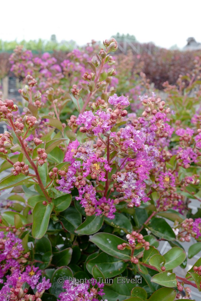 Lagerstroemia indica 'Purple Star'