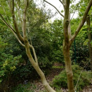 Lagerstroemia 'Muskogee'