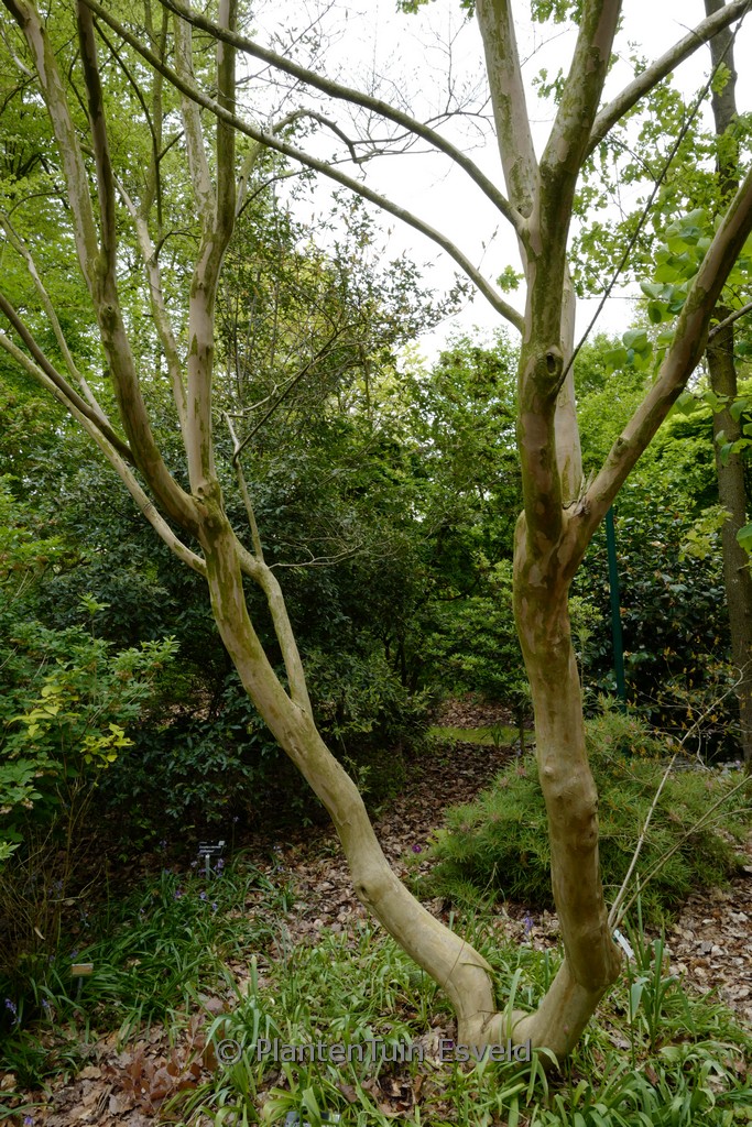 Lagerstroemia 'Muskogee'