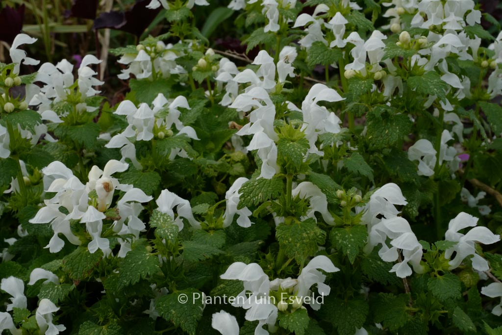 Lamium maculatum 'Album'