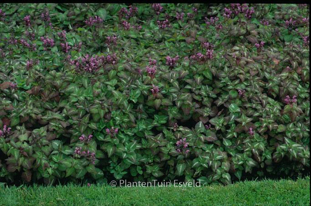 Lamium maculatum 'Chequers'