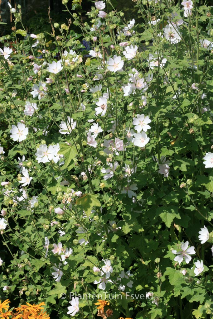 Lavatera 'White Angel'