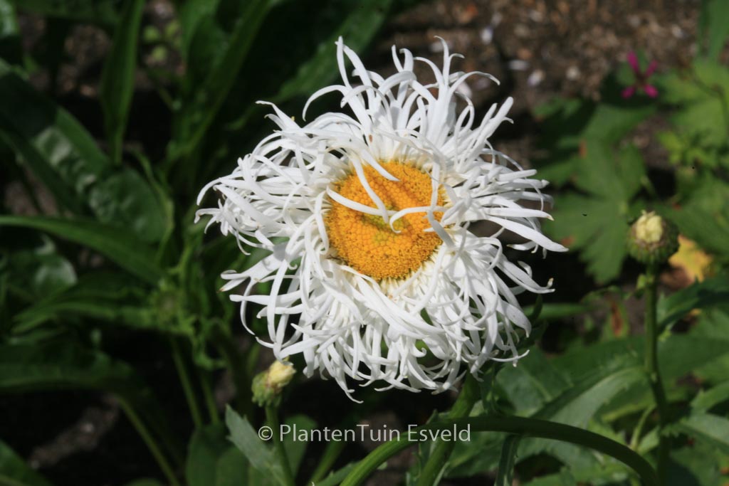 Leucanthemum 'Old Court Variety'