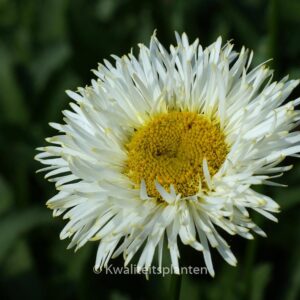 Leucanthemum 'Real Galaxy'