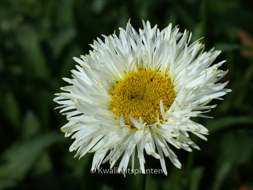 Leucanthemum 'Real Galaxy'
