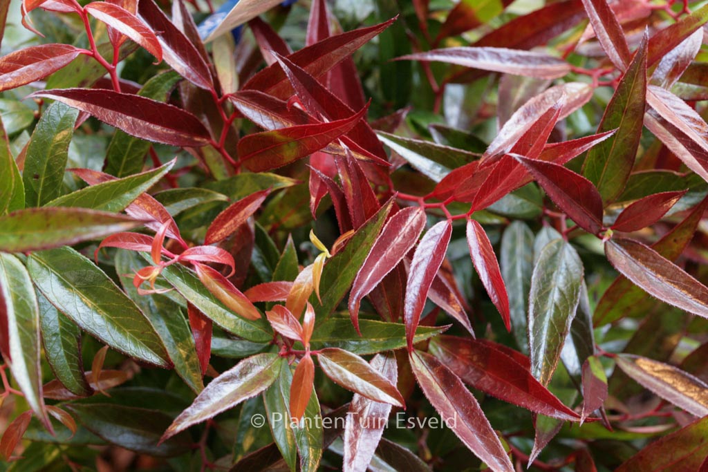 Leucothoe keiskei 'Opstal50' (BURNING LOVE)