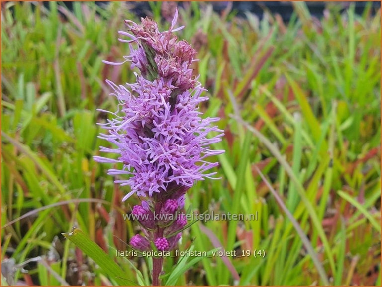 Liatris spicata 'Floristan Violett'