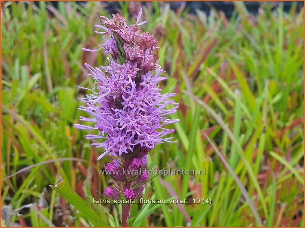 Liatris spicata 'Floristan Violett'